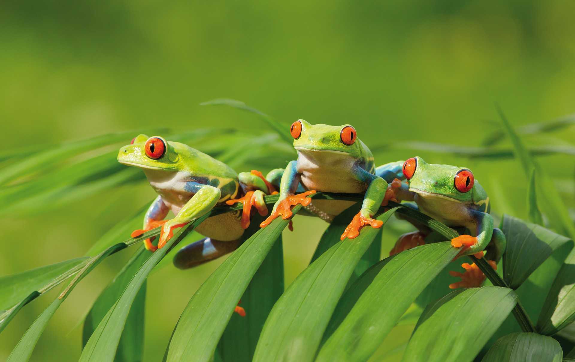 Red-eyed tree frogs