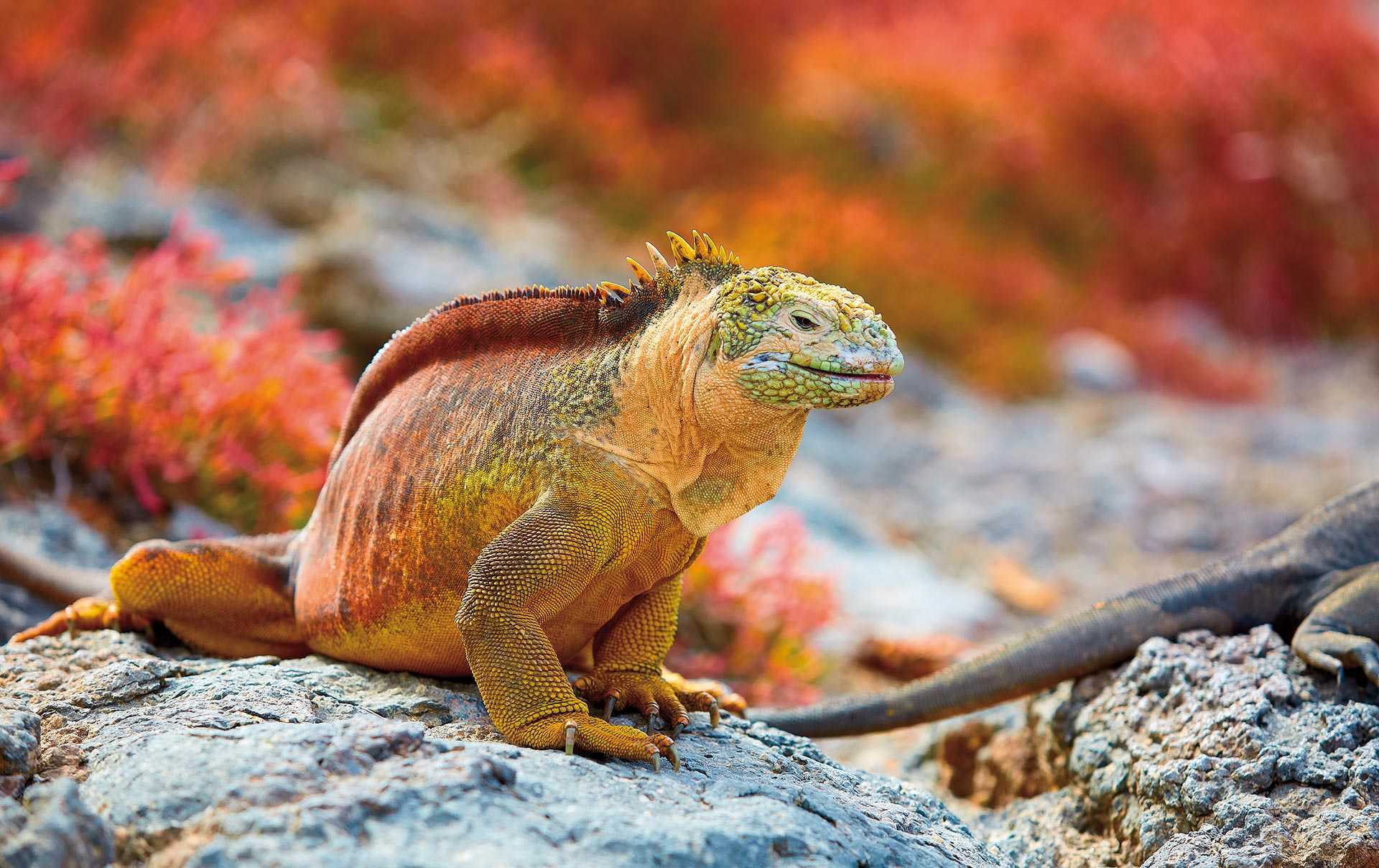 Land iguana
