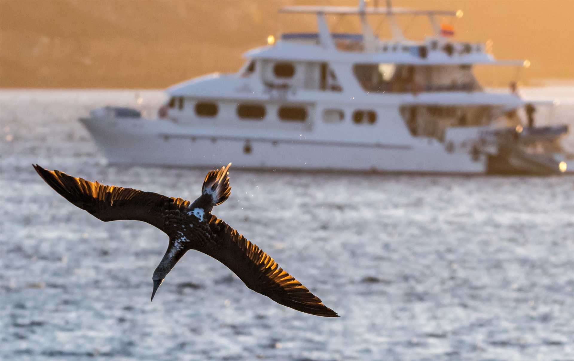Blue-footed booby at sea, Galapagos Islands
