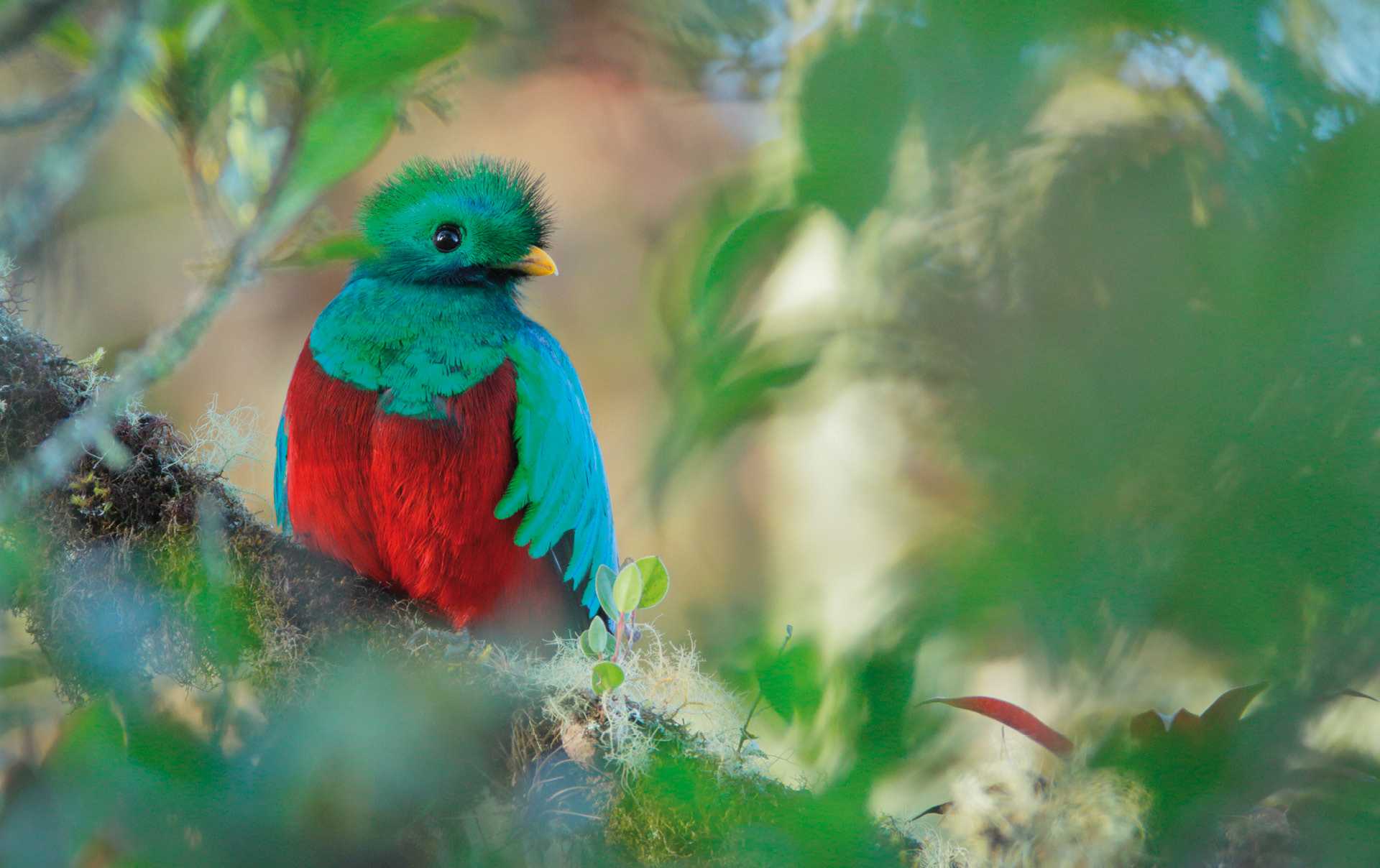 Quetzal