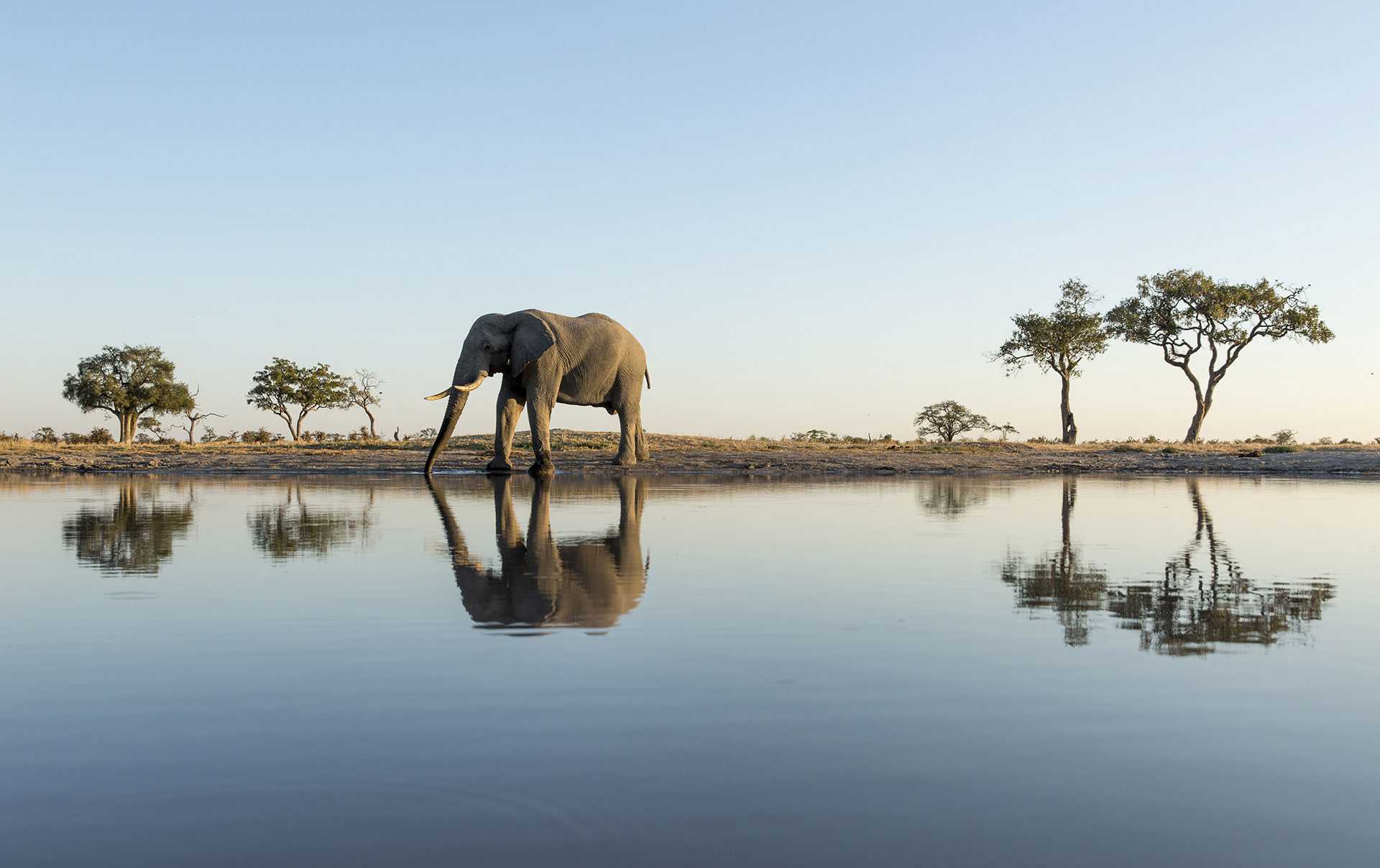 Elephant by waterhole in Botswana