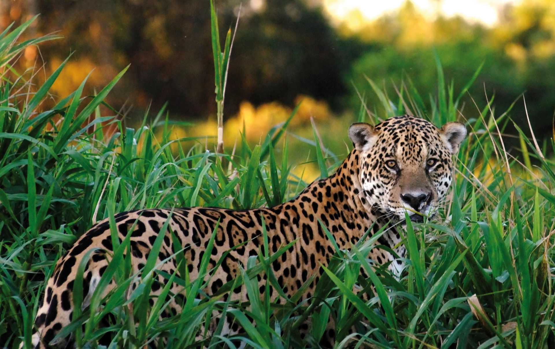 Jaguar