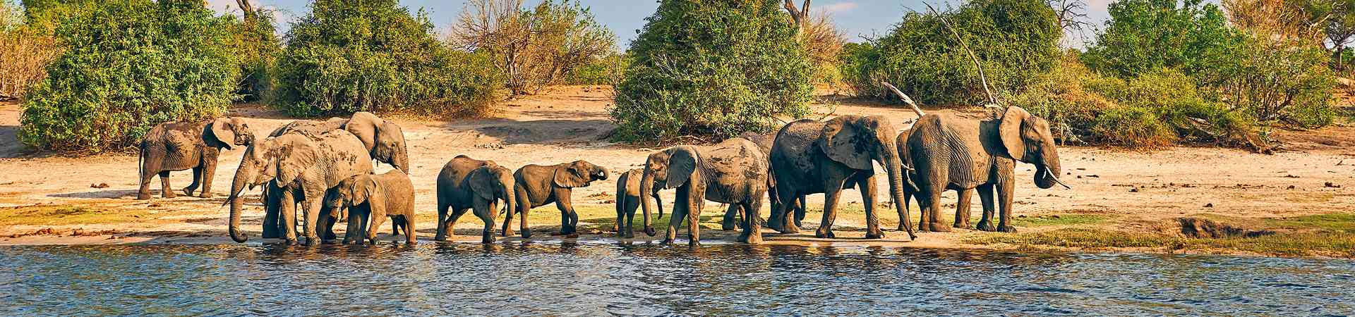 A herd of elephants goes to drink 