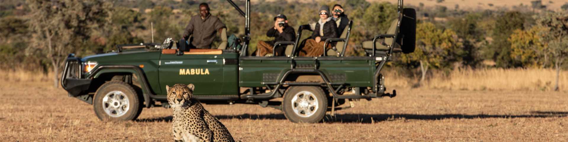 Watch out for cheetah on a safari, Mabula Game Reserve