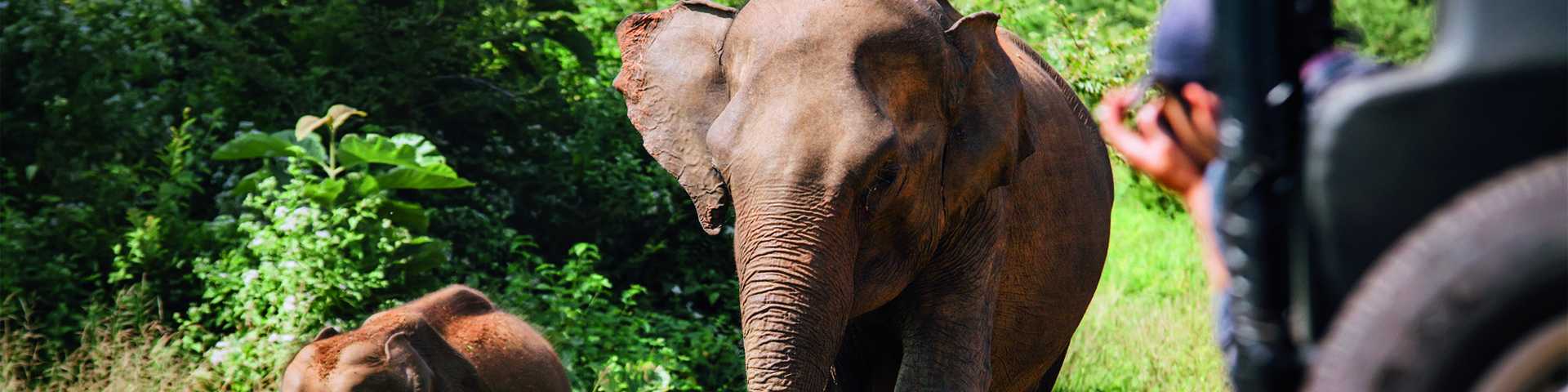 Photographic game drive in Yala National Park