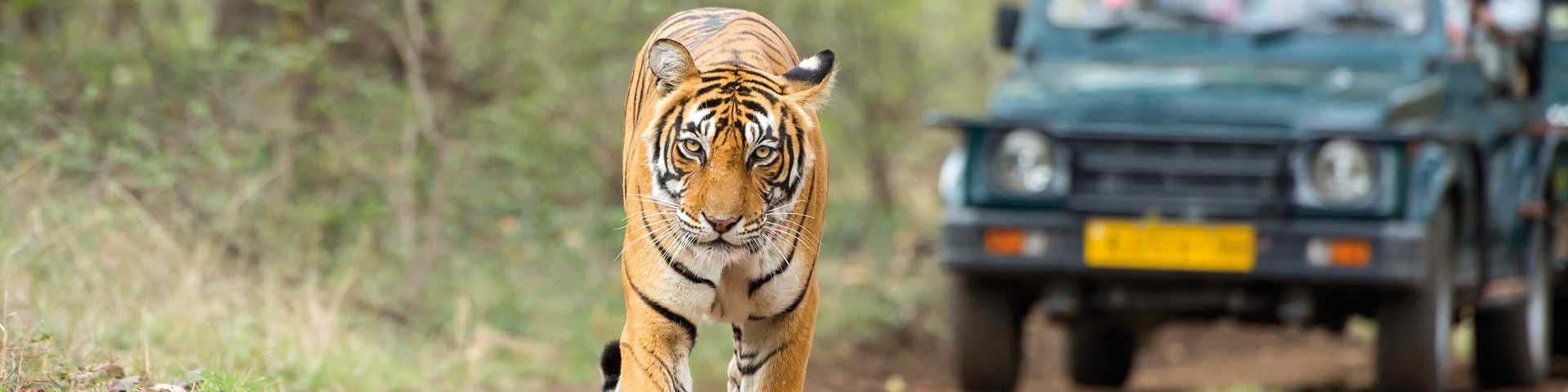 Try to spot the Royal Bengal Tiger