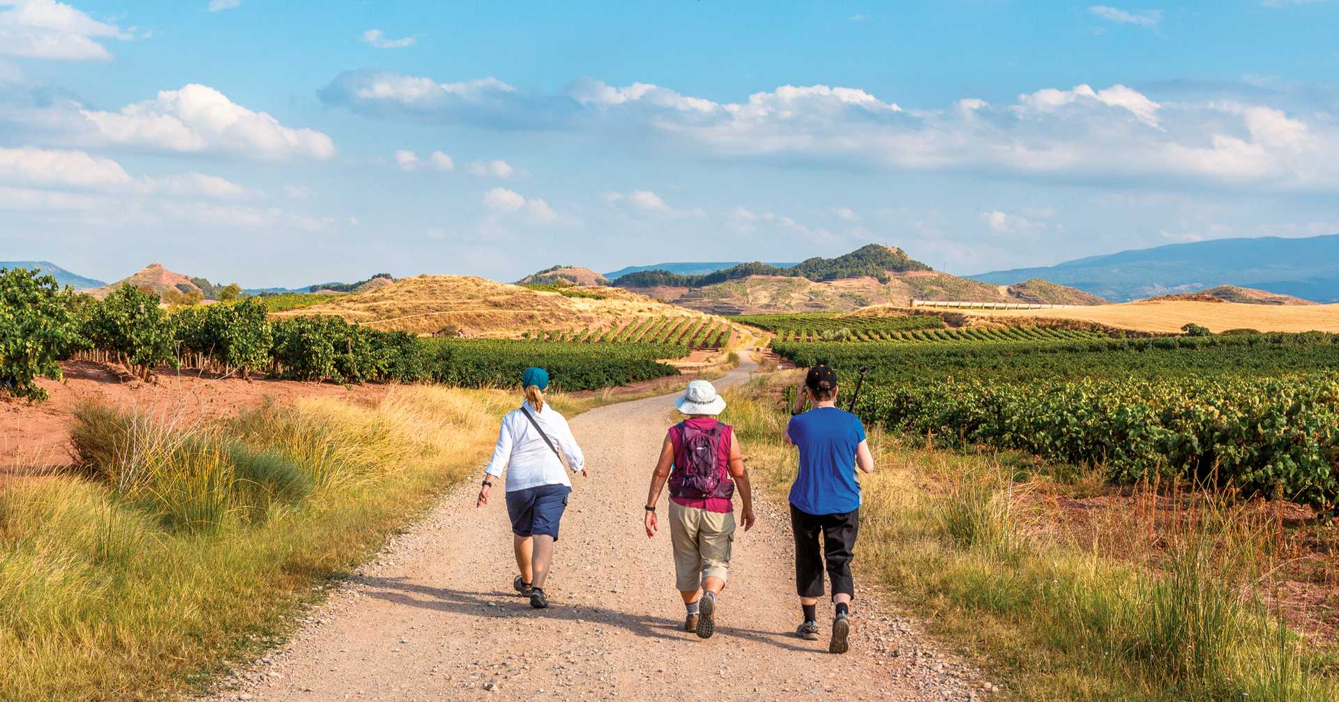 a group of pilgrims walking the camino de santiago vinyards in la rioja region,  spain