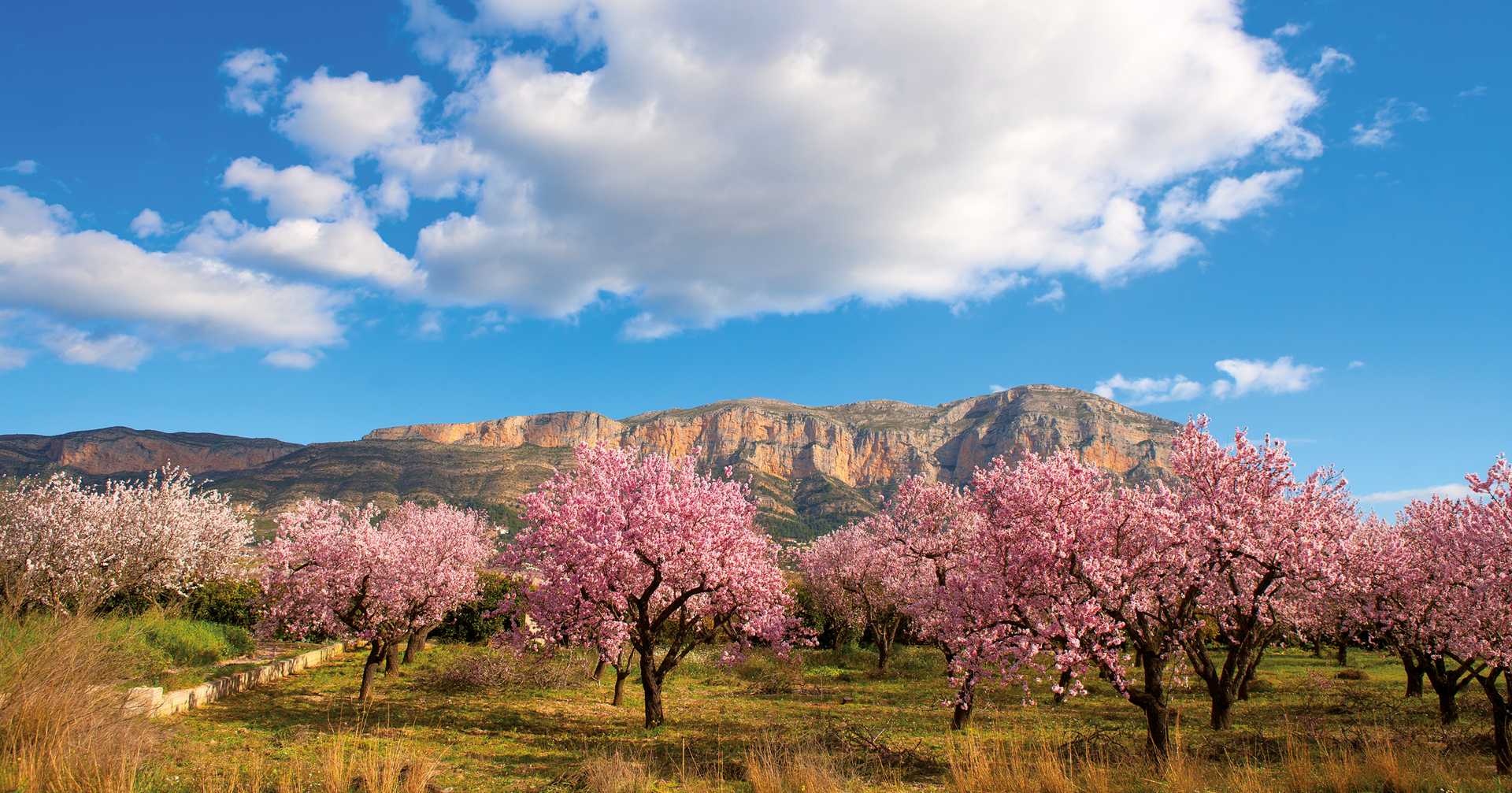Mongo in Denia Javea in spring with almond tree flowers Alicante Spain