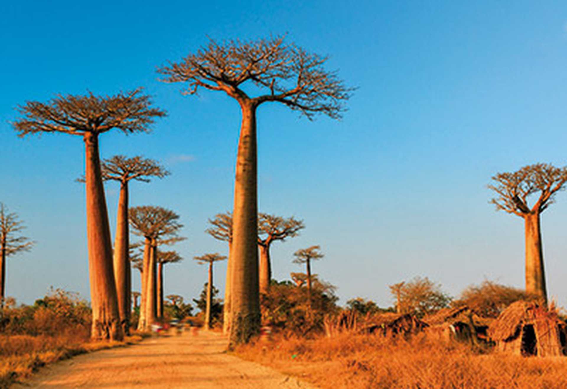 Baobab trees, Madagascar