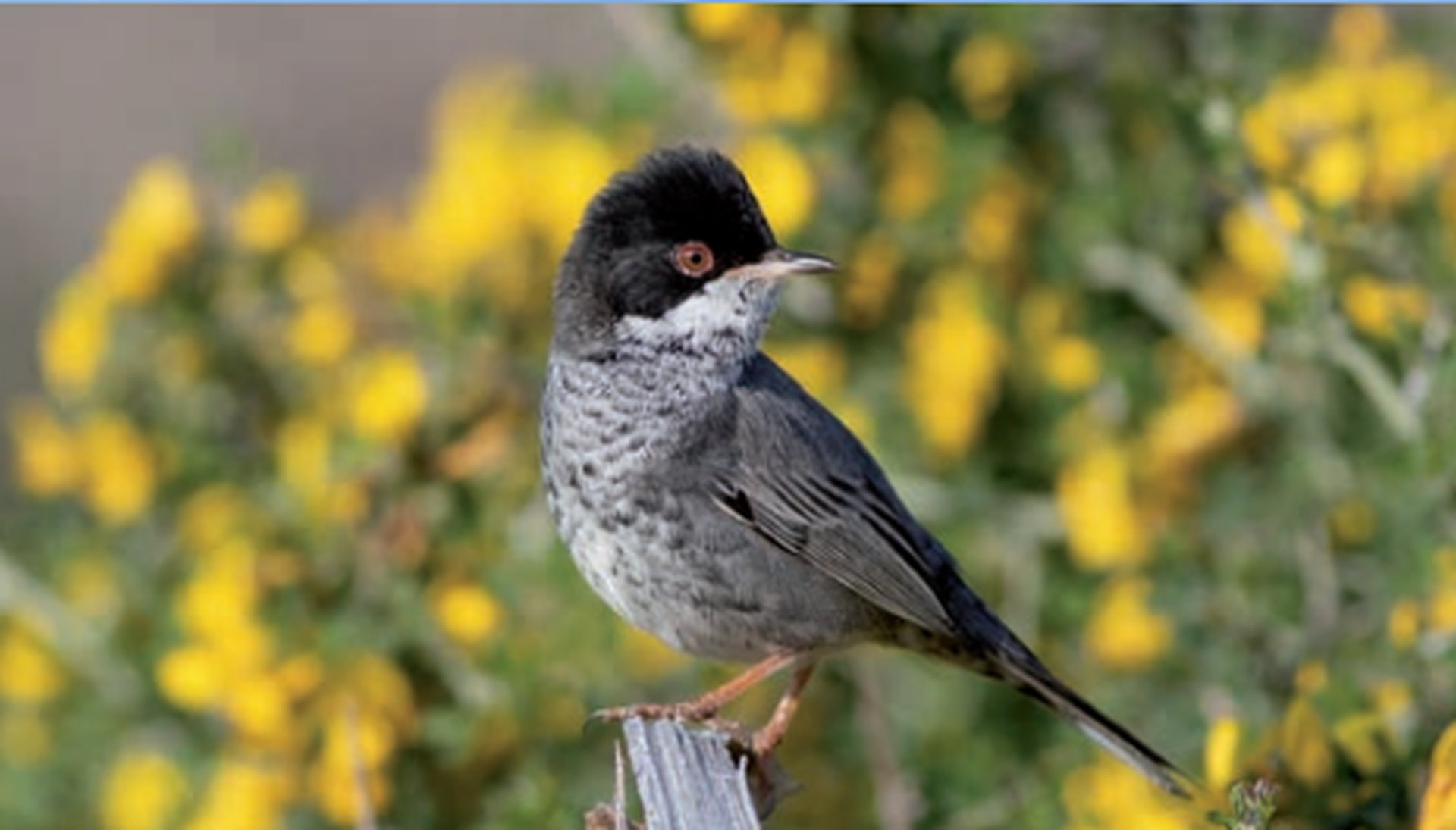 COMING SOON: Birdwatching in Cyprus