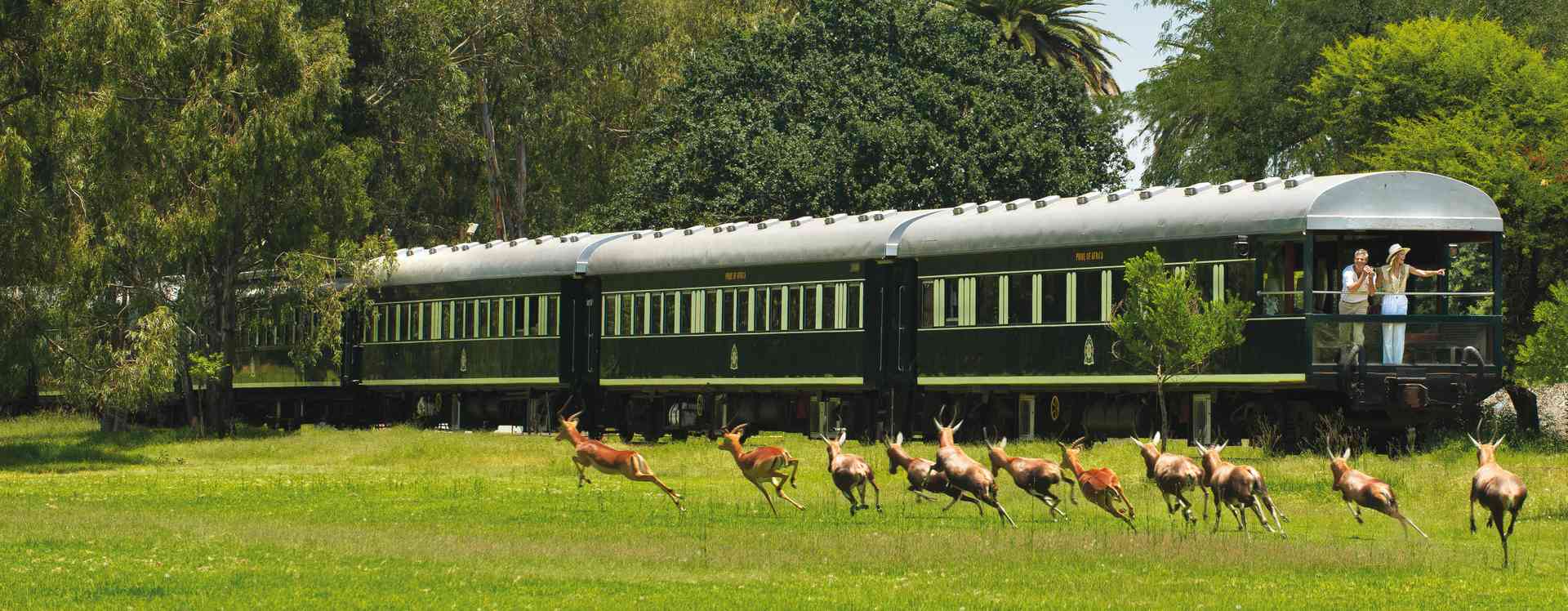 Couple on the back of the Rovos Rail train looking at deers.