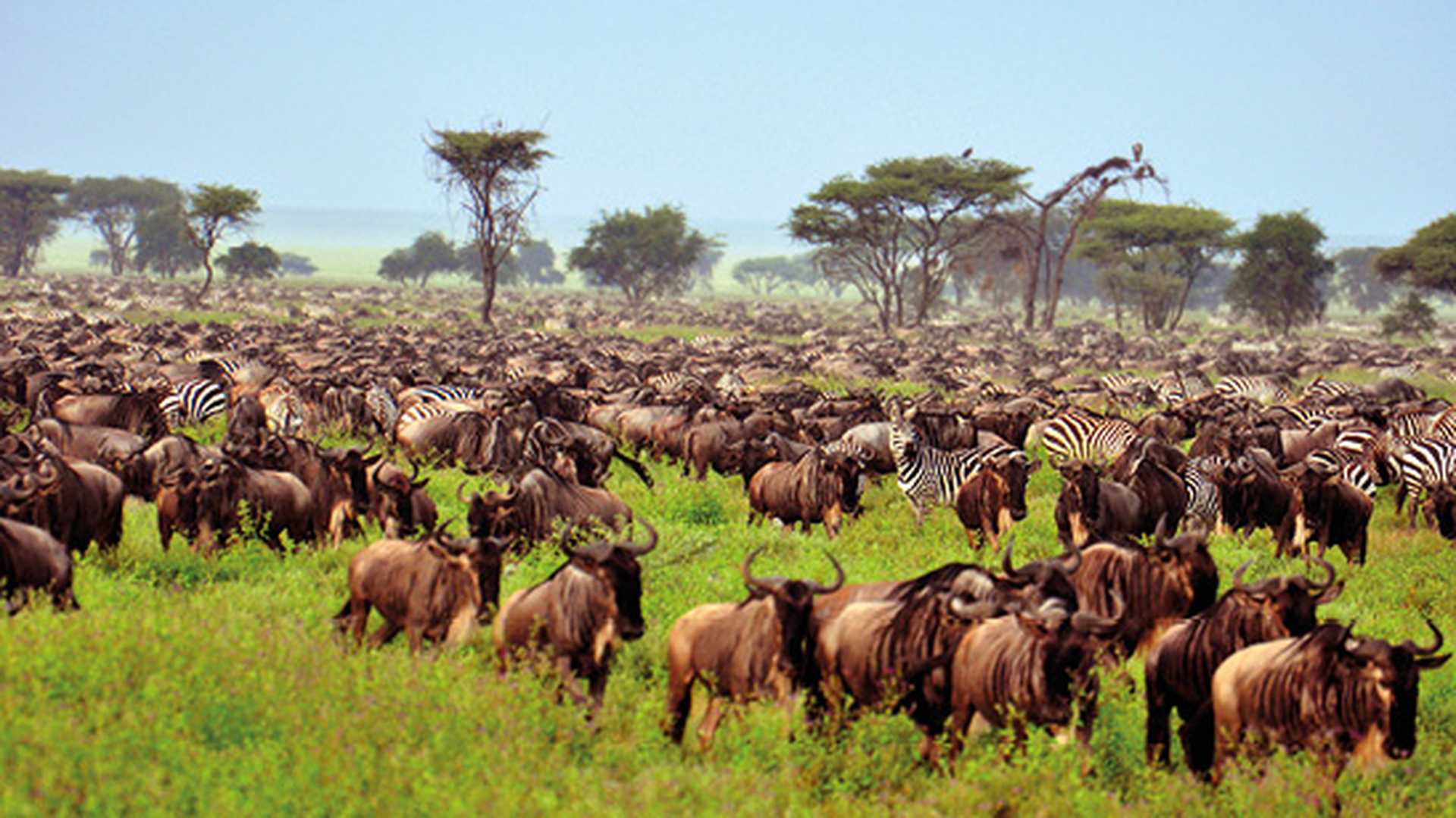 Wildebeest and zebra