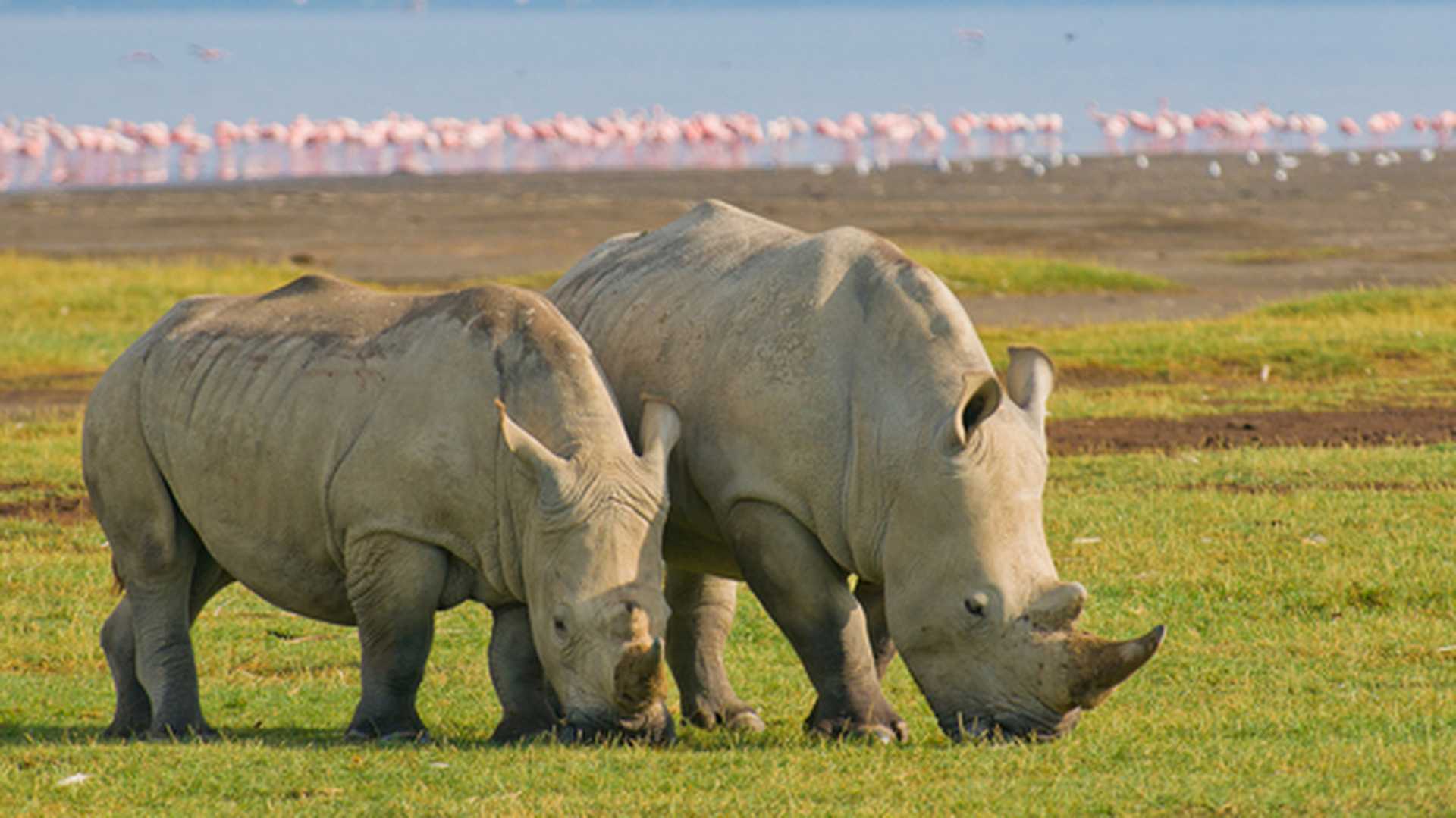 Rhinoceroses in Lake Nakuru National Park, Kenya