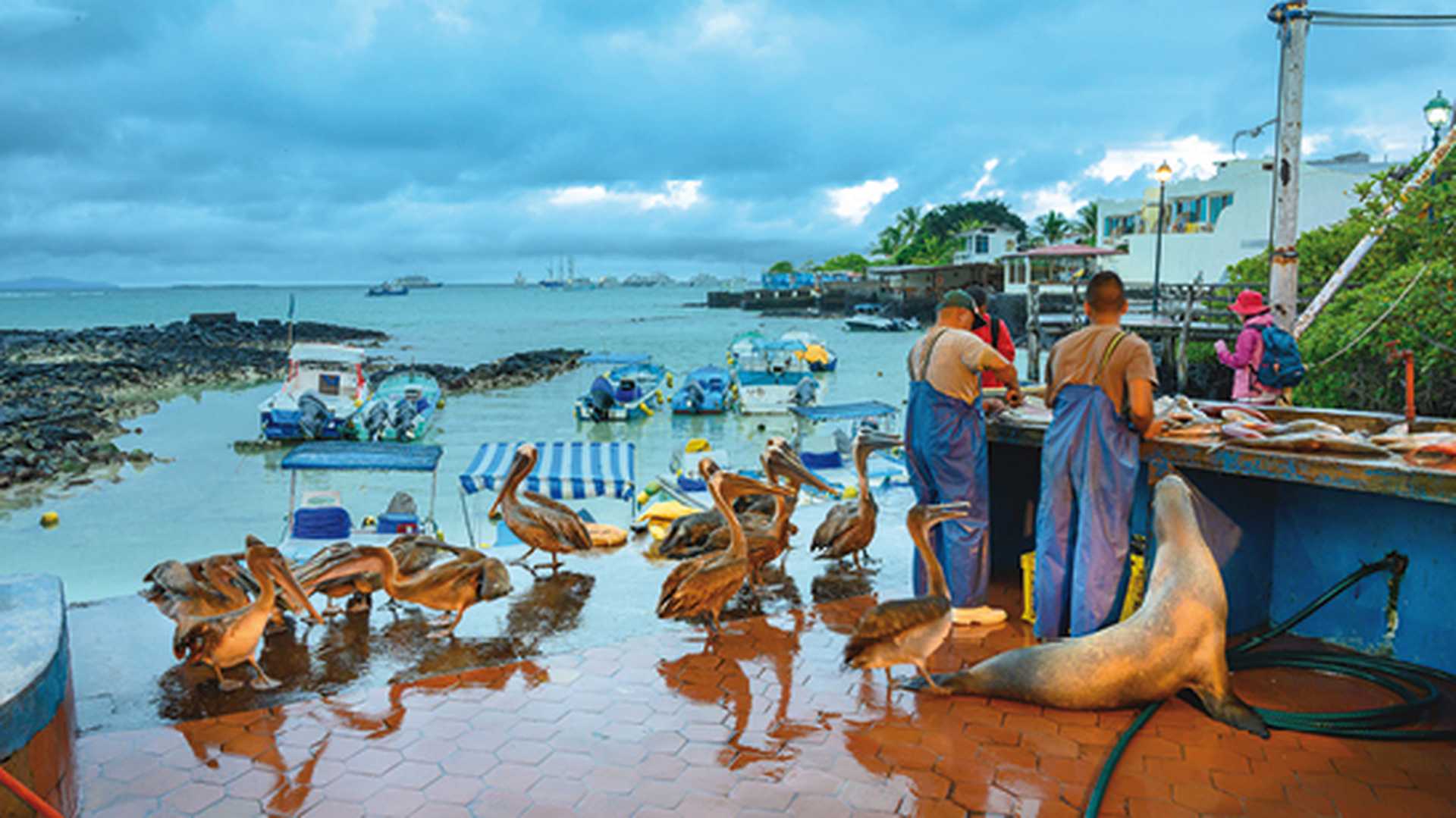 Brown pelicans
