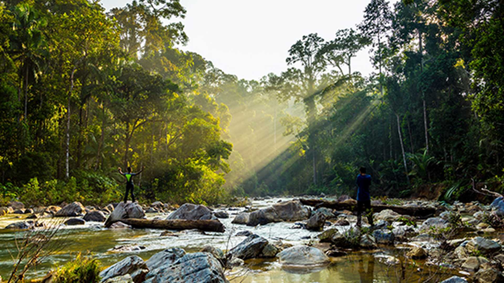 Taman Negara