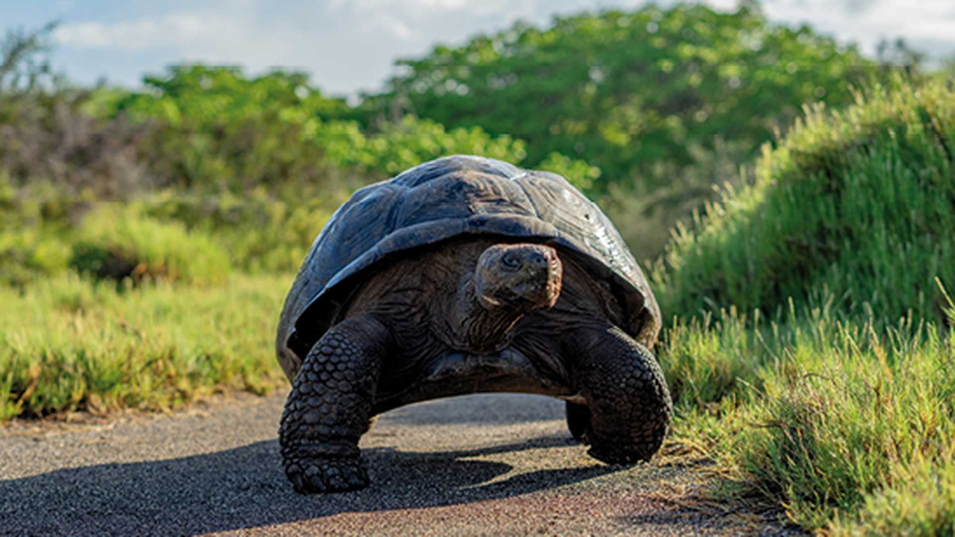 Galapagos giant tortoise