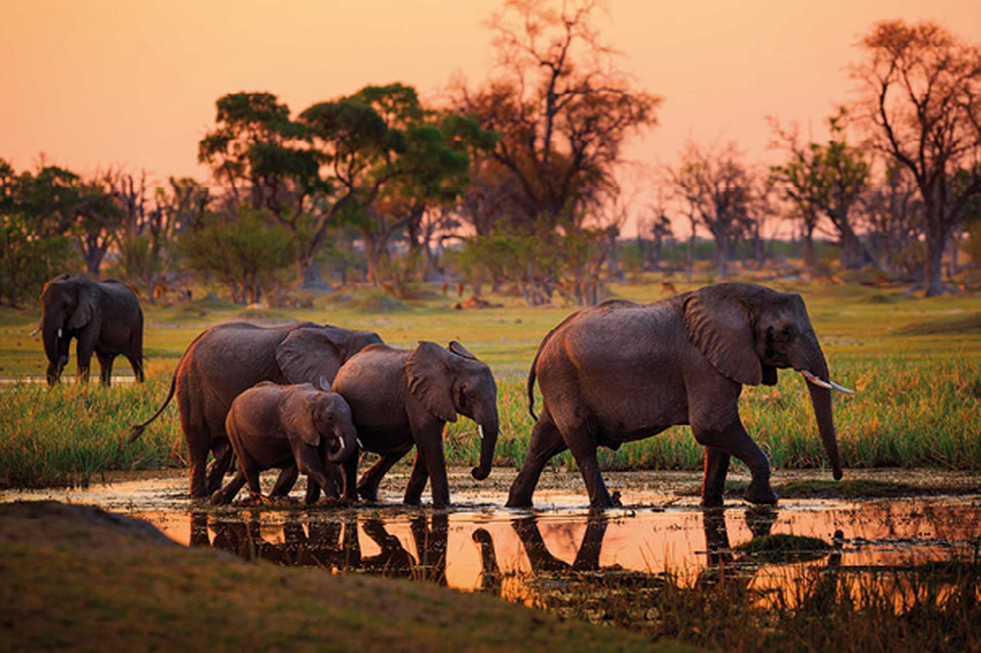 Elephants in Moremi National Park