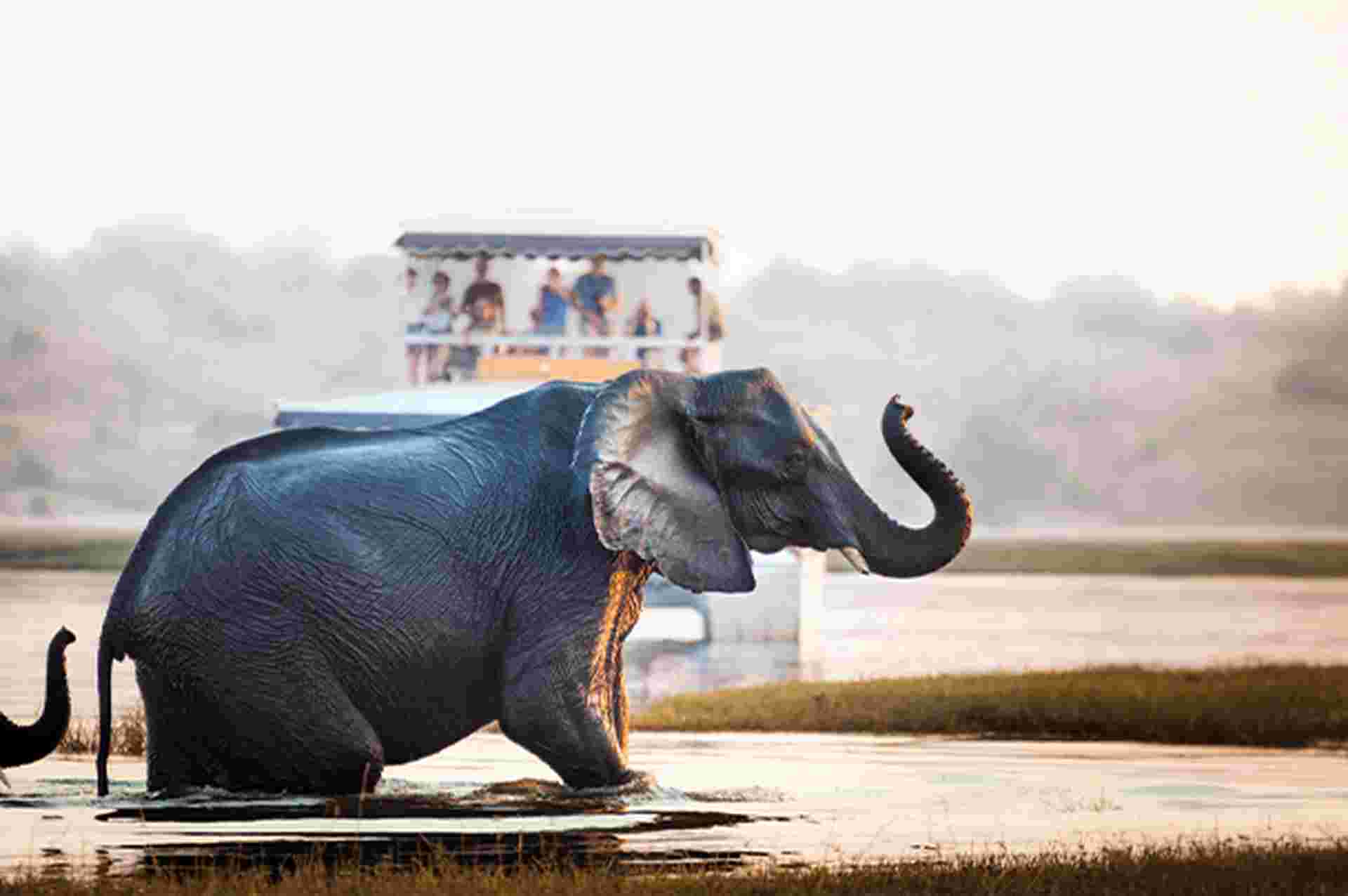 Tourist watching an elephant, Chobe National Park