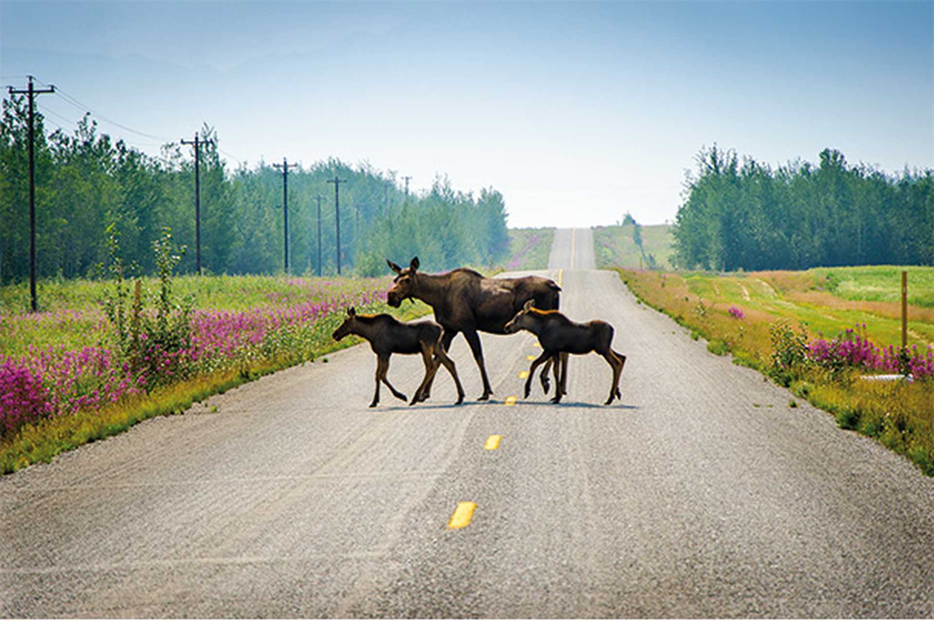 Moose