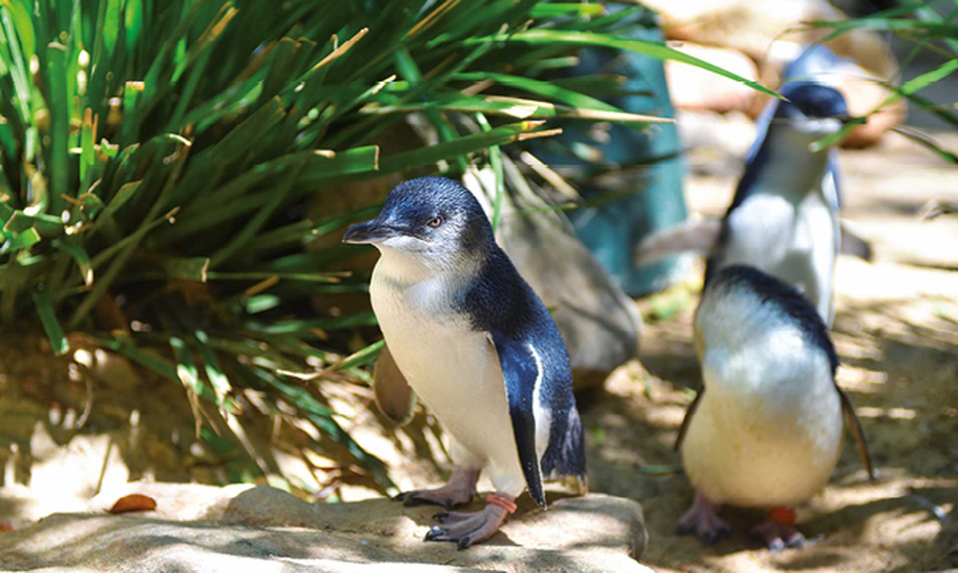 Little penguins