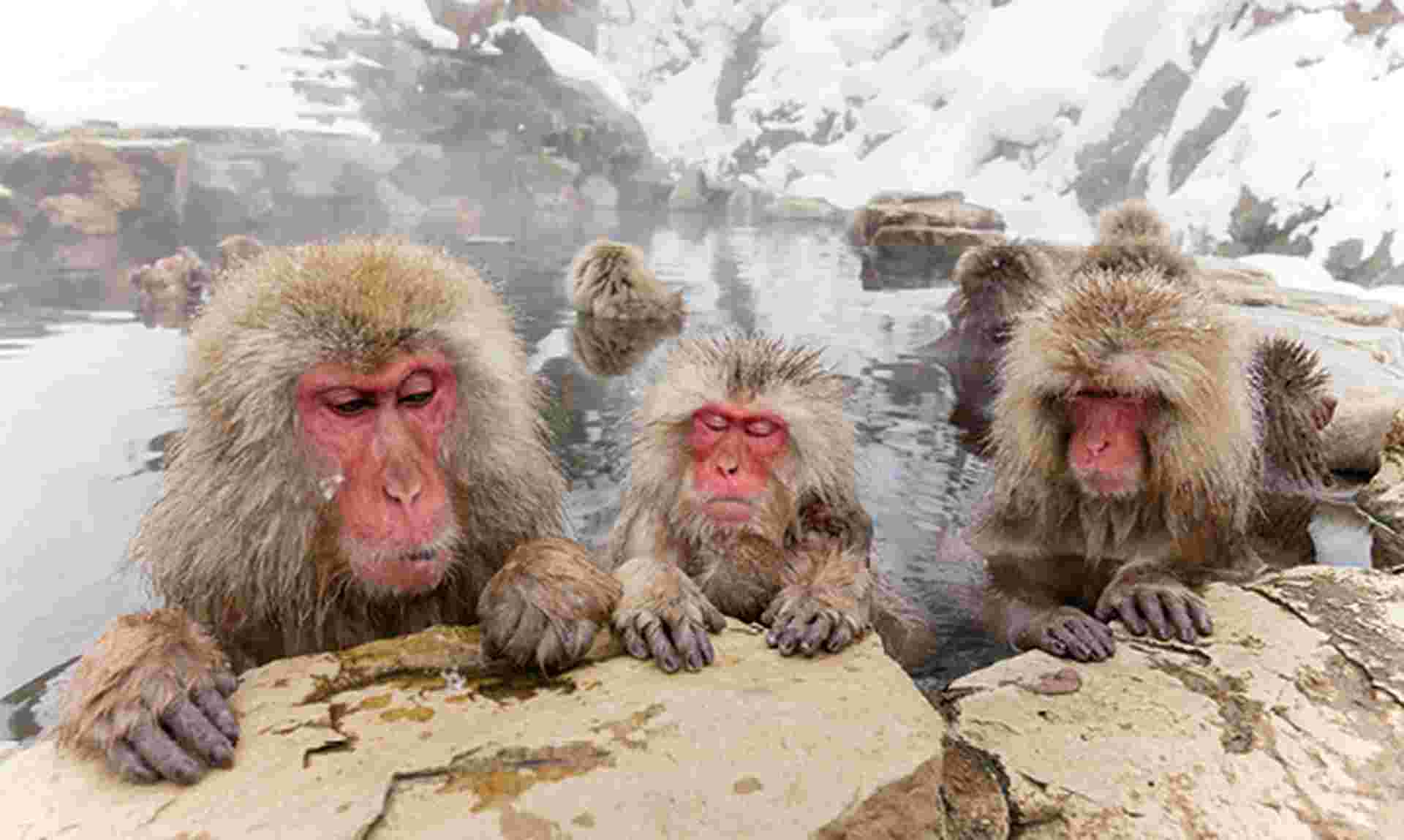 Springtime in Japan with snow monkeys Cruise & Tour