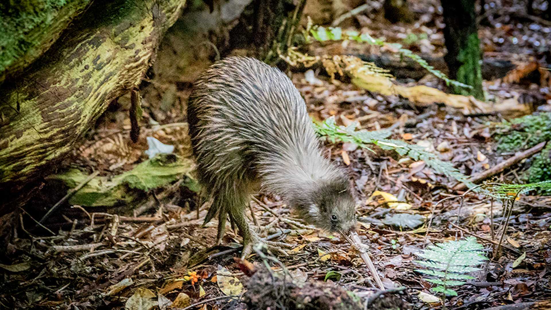New Zealand has unique birdlife, such as the kiwi