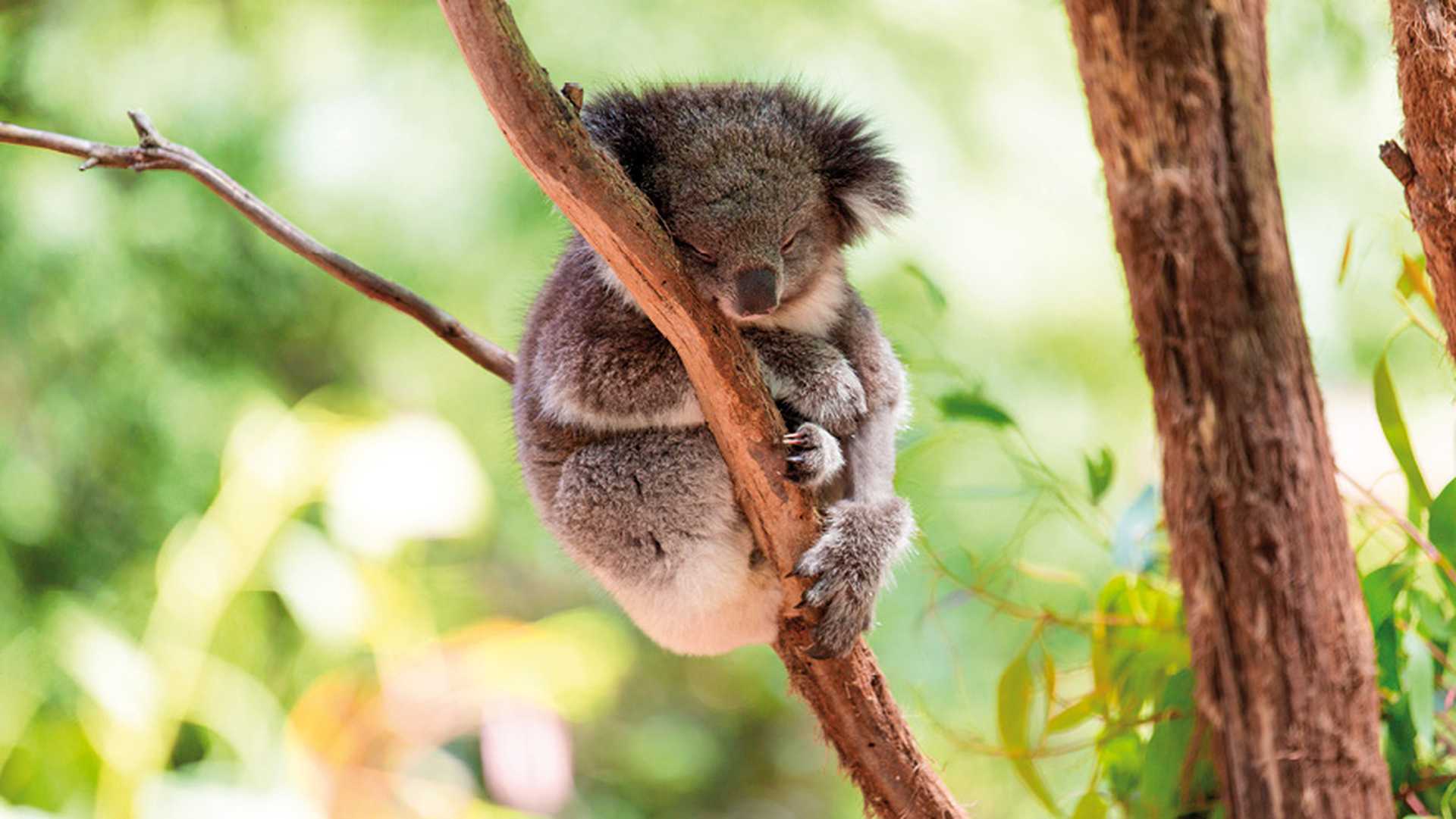 Australia is famous for its unusual mammal, such as the koala