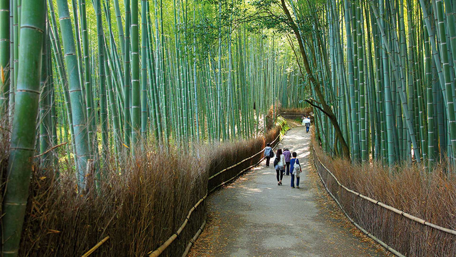 Arashiyama Bamboo Grove