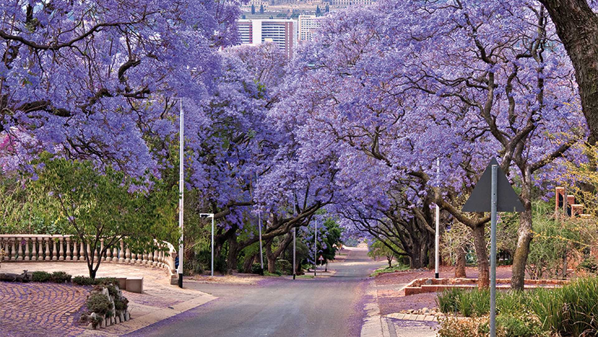 jacaranda trees lining the street in Pretoria, South Africa
