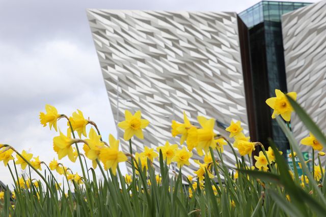 Daffodils outside a building
