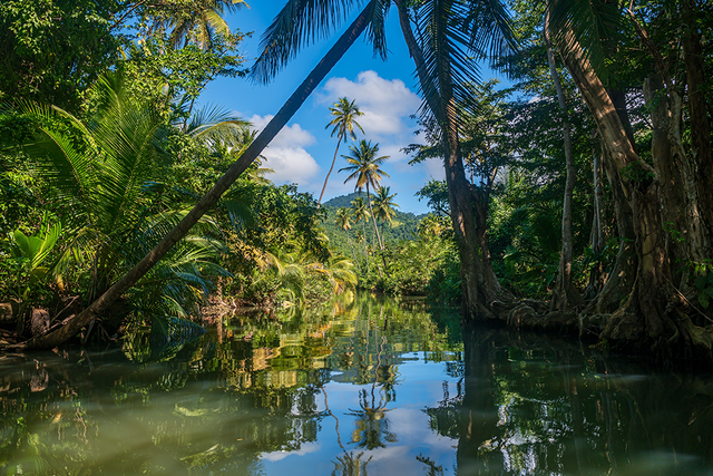 A Jungle in Dominica, Caribbean