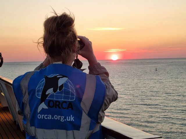 ORCA wildlife sightings: dolphins, whales and more