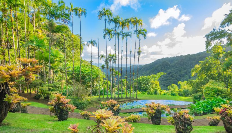 Martinique, French West Indies, Caribbean