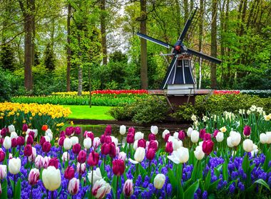 Dutch Springtime Delights - Tulips & Chocolates thumbnail