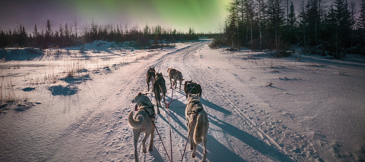 Sled's-eye view of huskies pulling across a snowy trail beneath vivid green aurora and a dark tree line.