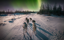 Sled's-eye view of huskies pulling across a snowy trail beneath vivid green aurora and a dark tree line.