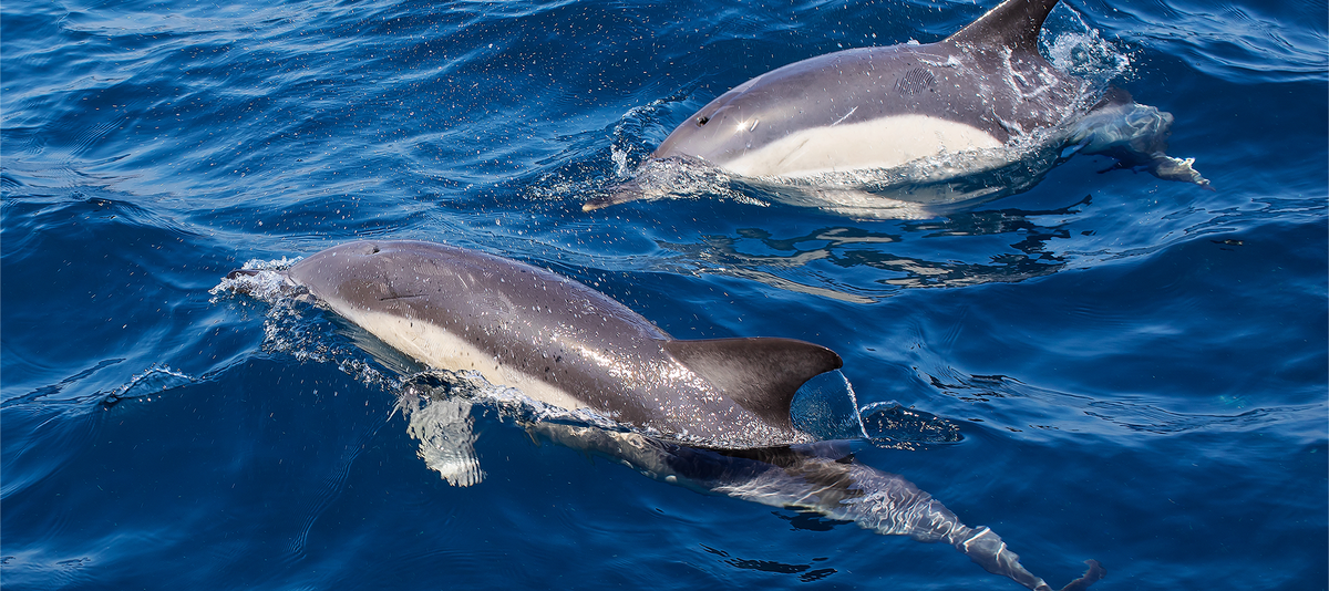 Dolphins in the Bay of Gibraltar, a view from the sailing boat