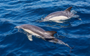 Dolphins in the Bay of Gibraltar, a view from the sailing boat