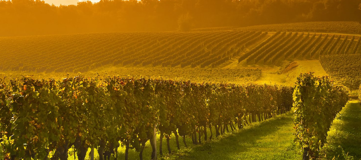 Vineyard Sunrise in Bordeaux, France