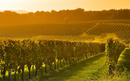 Vineyard Sunrise in Bordeaux, France