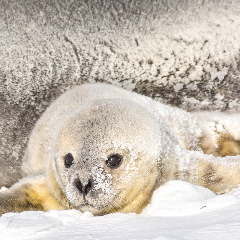 Weddell seal cub in southern orkney islands, antarctica