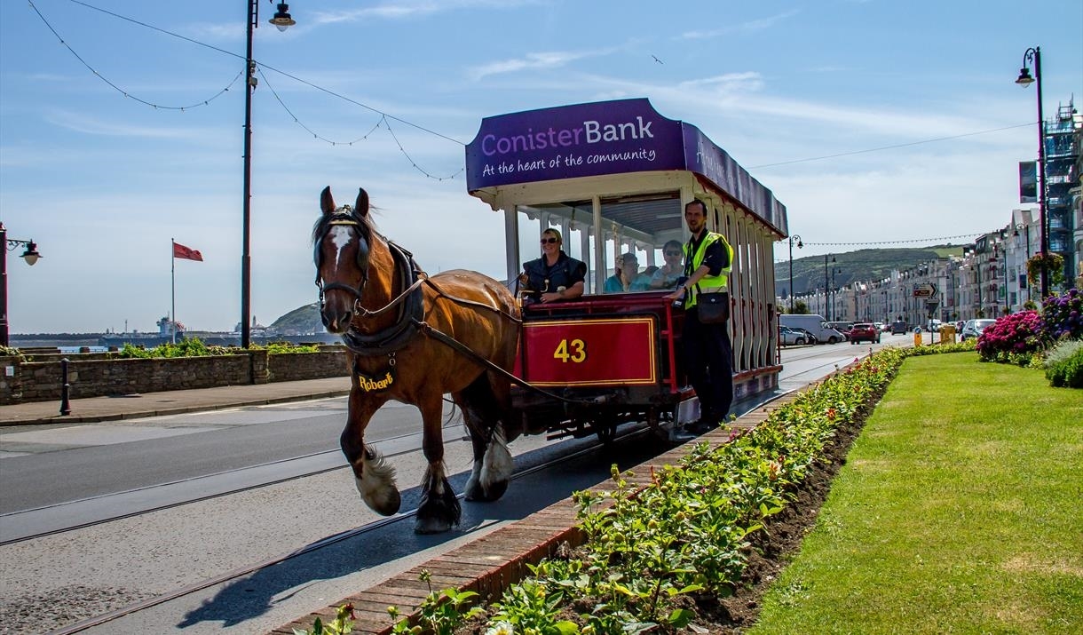 A horse-drawn tram with passengers travels along a seaside road, bordered by flowers and a grassy area, under a clear blue sky.