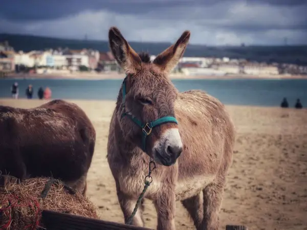 Donkey on Weymouth beach