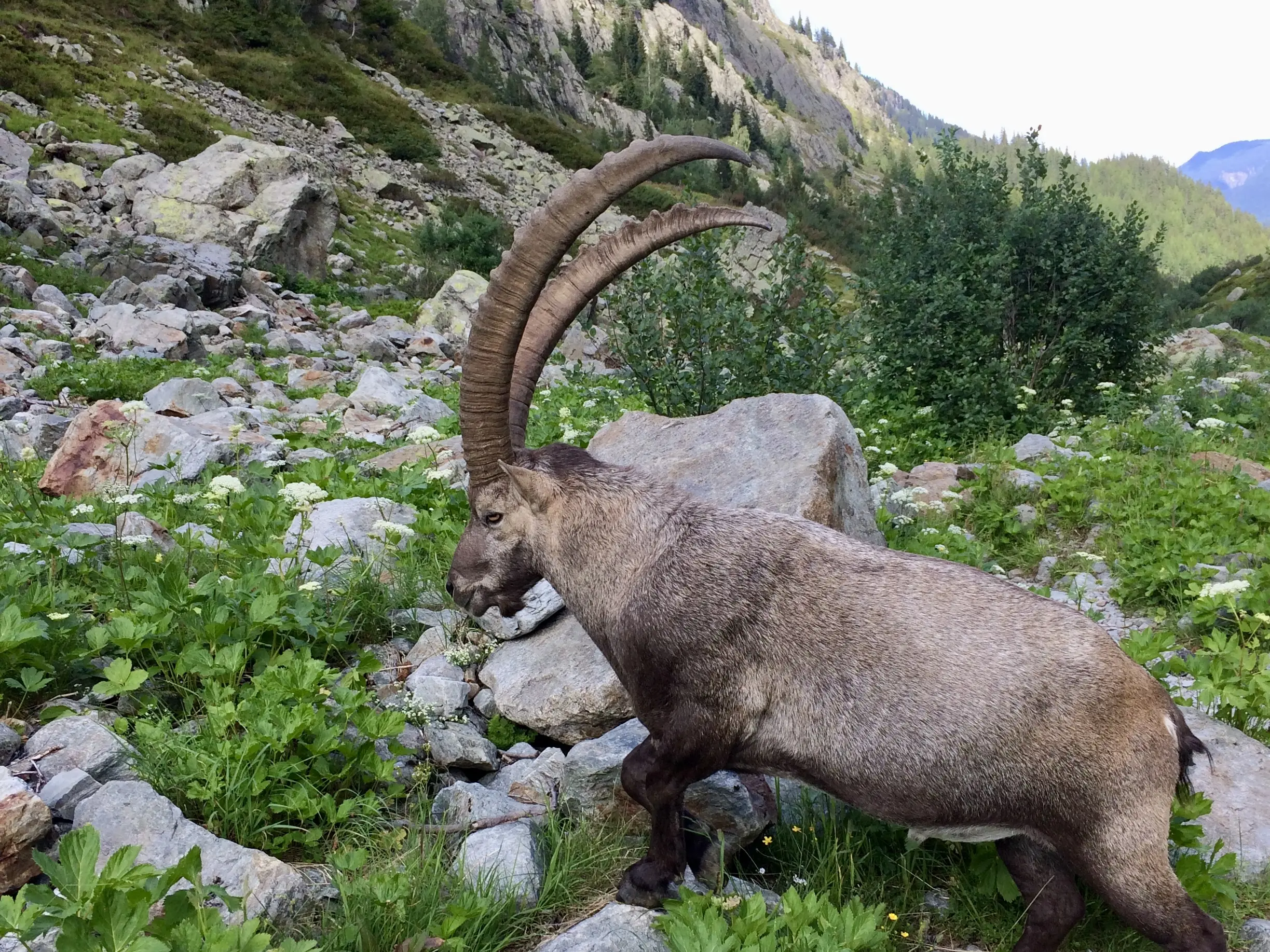 Bouquetin des Alpes dans les pierriers de la vallée de Chamonix