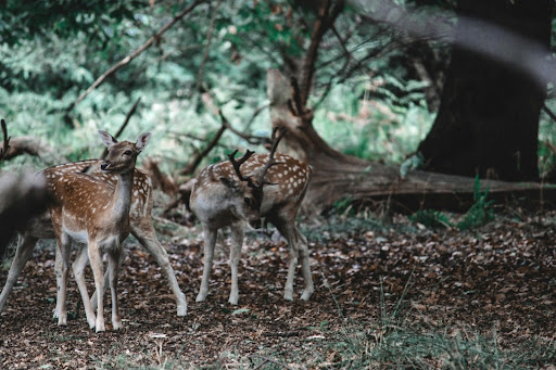 Three spotted deer standing on a leaf-strewn forest floor near a fallen log with dense green foliage in the background.