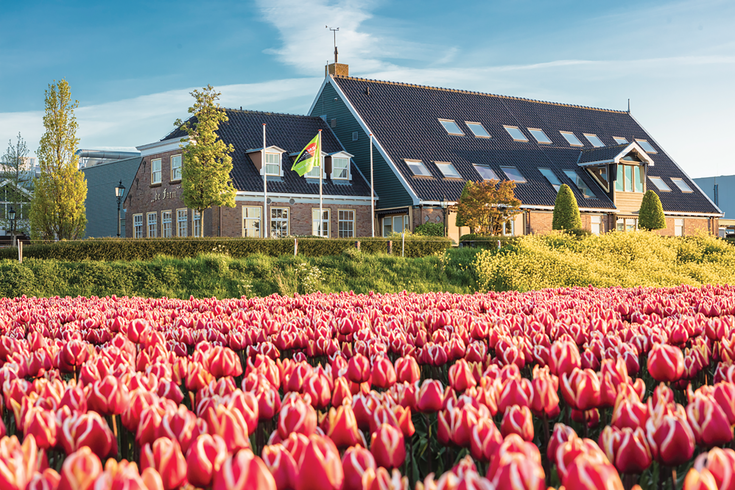 Farm Frites Oudenhoorn Tulips_96dpi_1181x787px_X_NR-3466 (1)