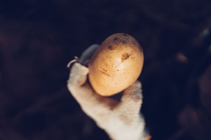 A gloved hand holding a freshly harvested potato against a dark soil background.