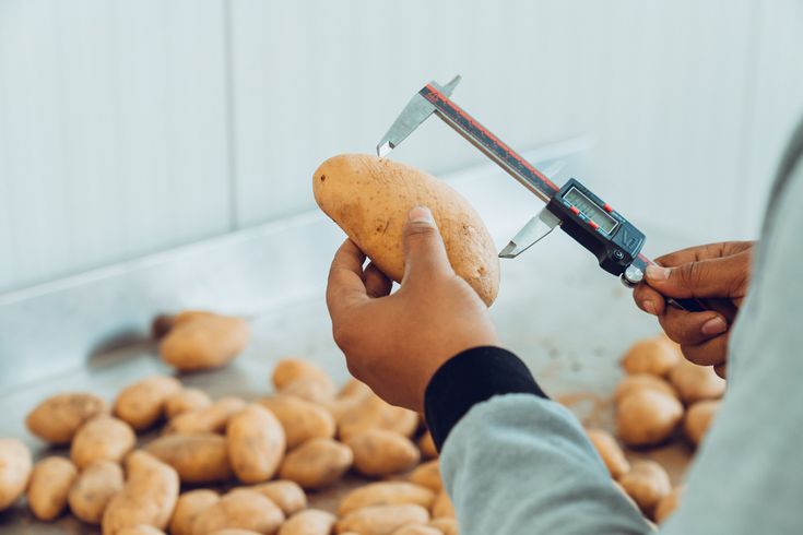 Person measuring a sweet potato with digital calipers, with more potatoes scattered on a surface in the background.