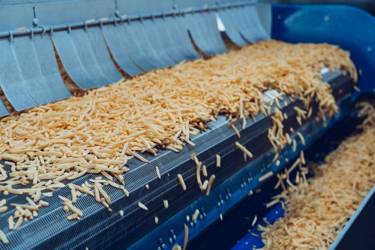 Raw cut potato strips moving along an industrial conveyor belt in a food processing factory for french fry production.