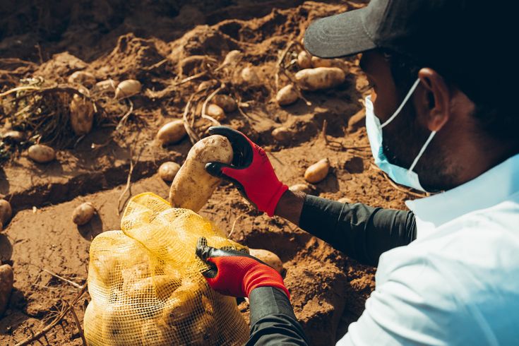 A person wearing a cap and mask is harvesting potatoes, placing them into a yellow mesh bag on a sunlit field.